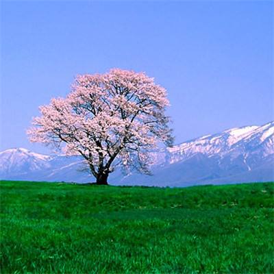 无上神尊手游下载
